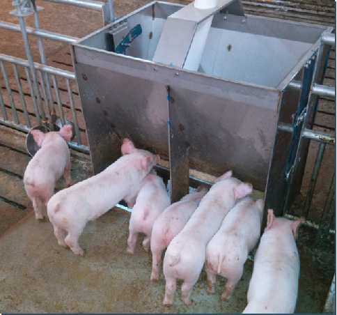 Agriculture Farming And Livestock - Mangeoire double face en acier inoxydable