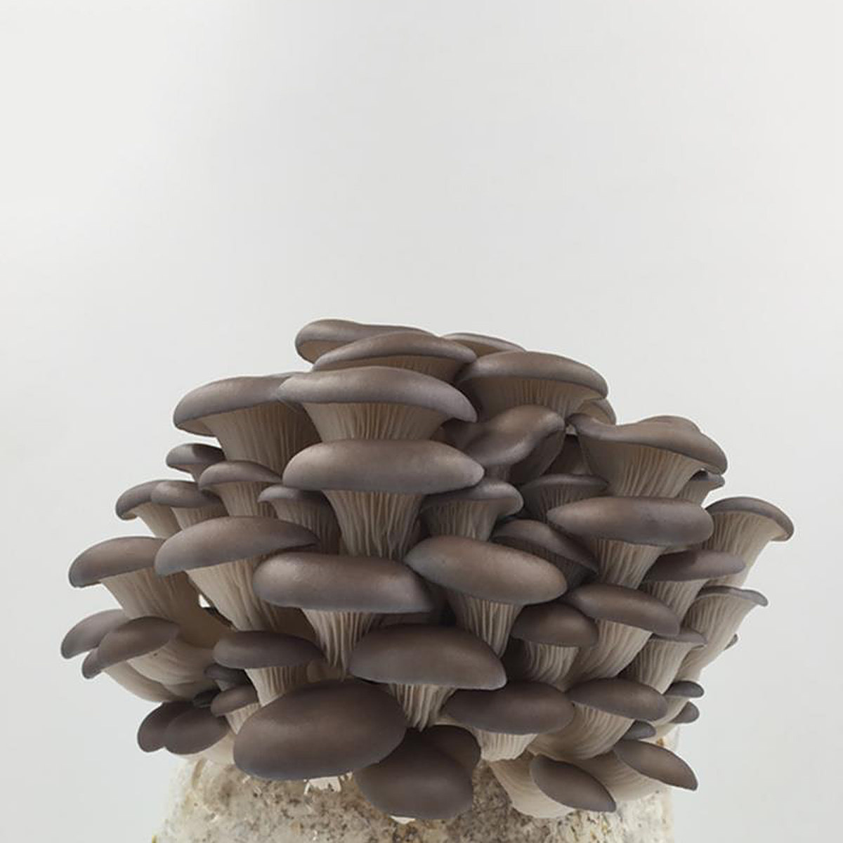 Mushroom Spawn Bag - 10 sacs de culture de mycélium