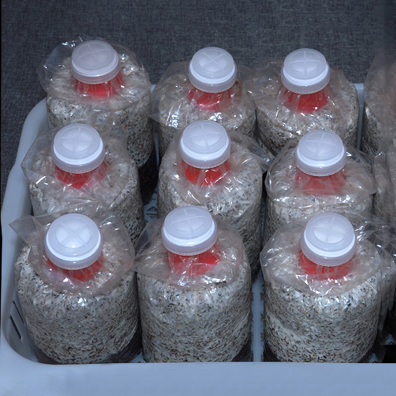 Sac de culture de champignons, - Mushroom Spawn Bag avis et prix