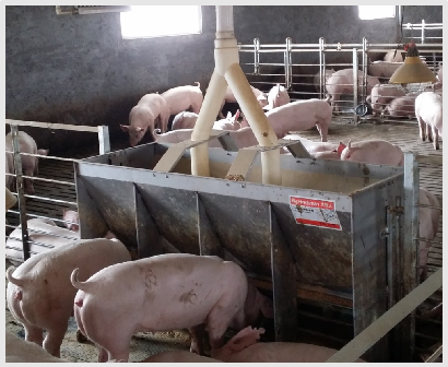 Mangeoire double face en acier - Agriculture Farming And Livestock avis et prix