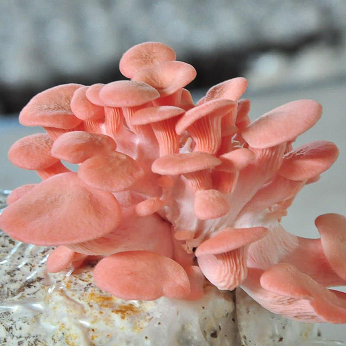10 sacs de culture de mycélium - Mushroom Spawn Bag avis et prix